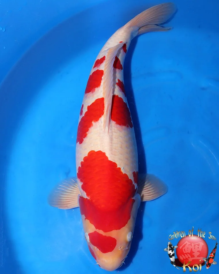 Nogami Gosai Kohaku — Children of the Sun Koi - Japanese Koi